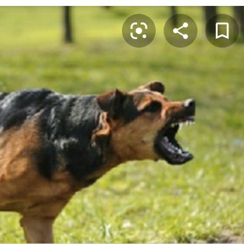 action icon